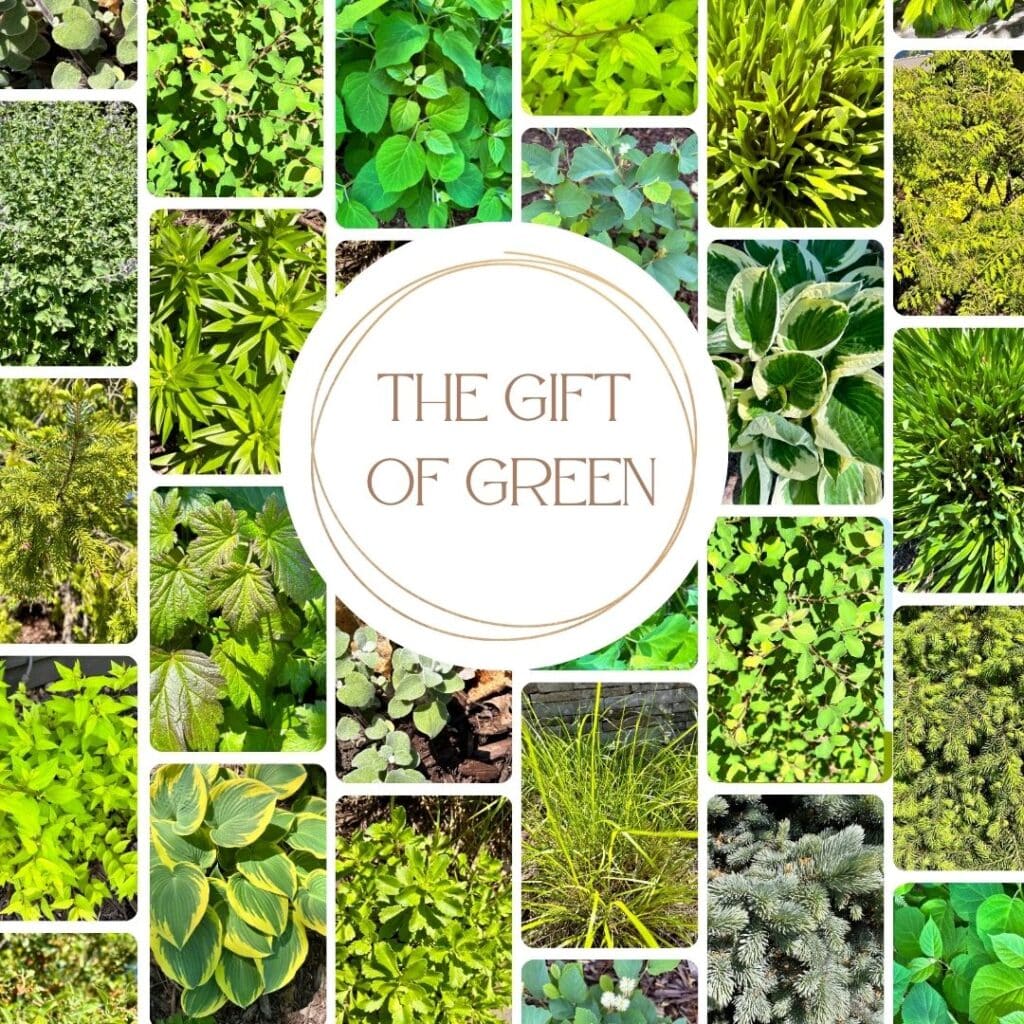 The Gift of Green-2