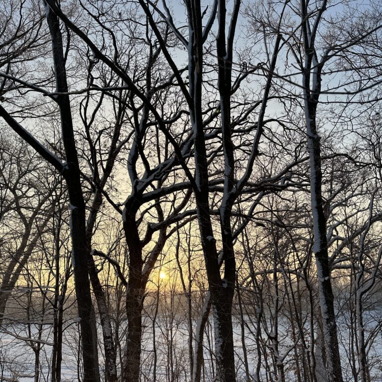 sunrise through trees