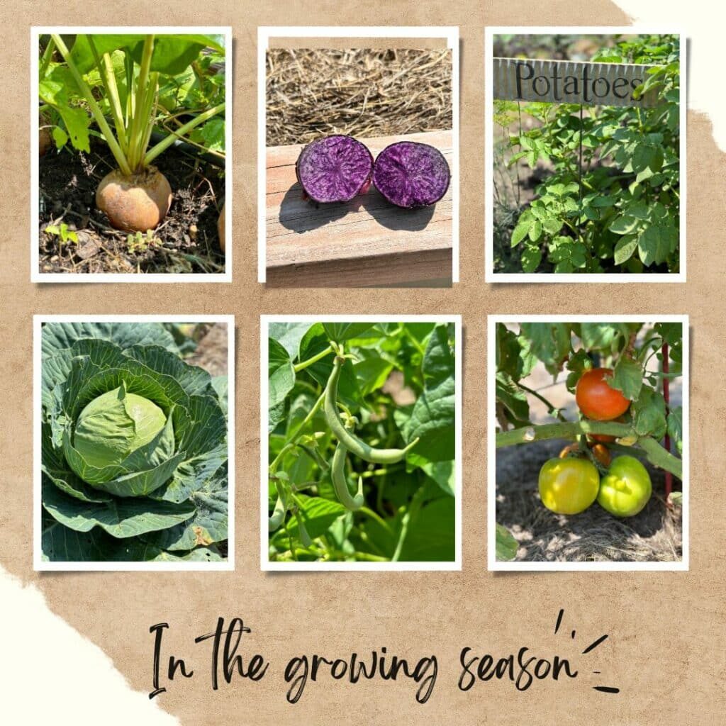 veggies from the Giving Garden