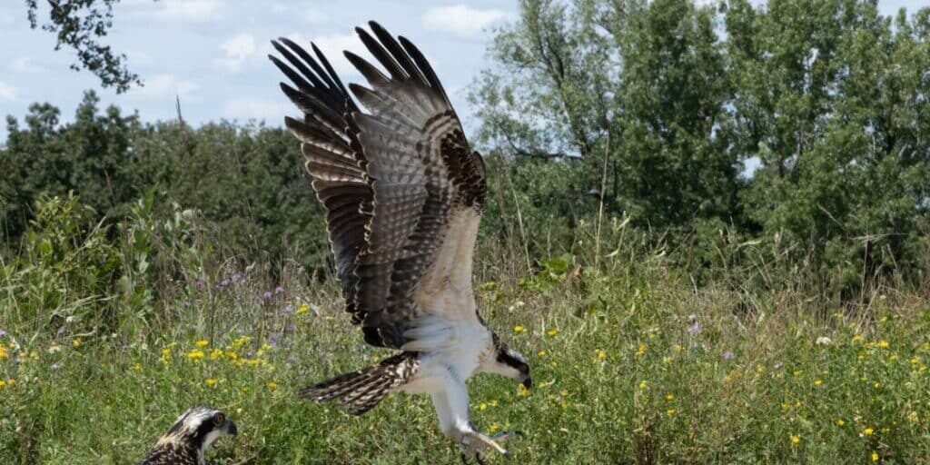 osprey1