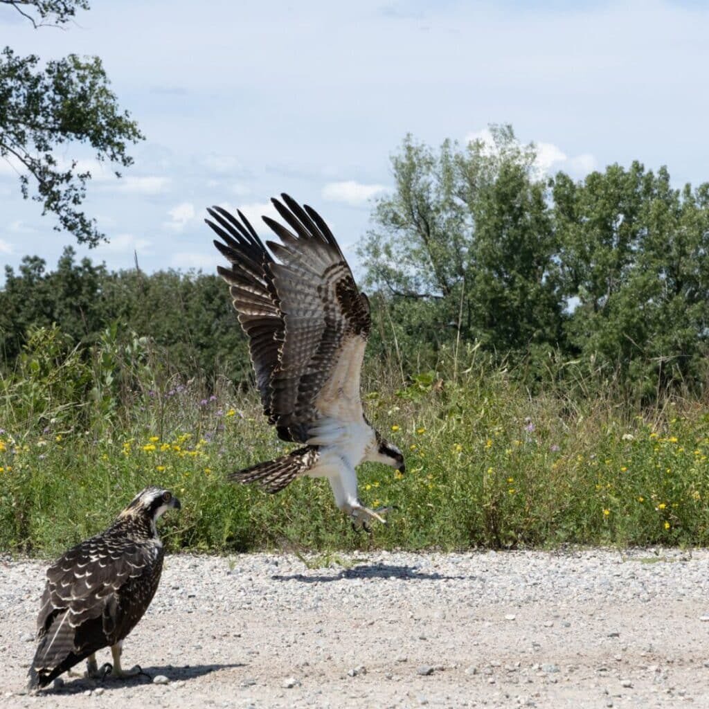 osprey1